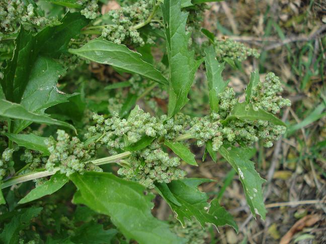 Chenopodiastrum (=Chenopodium) murale / Farinello murale