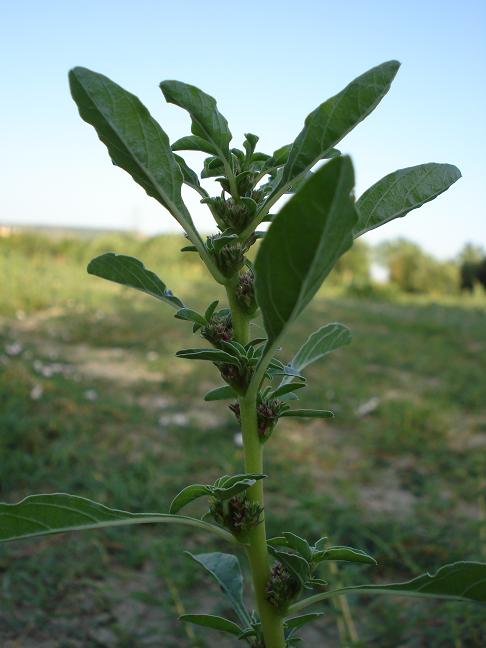 Amaranthus blitoides  / Amaranto blitoide