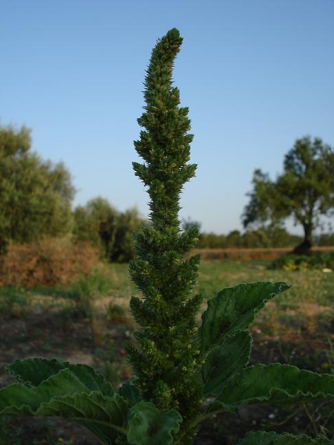 Amaranthus retroflexus L. / Amaranto comune