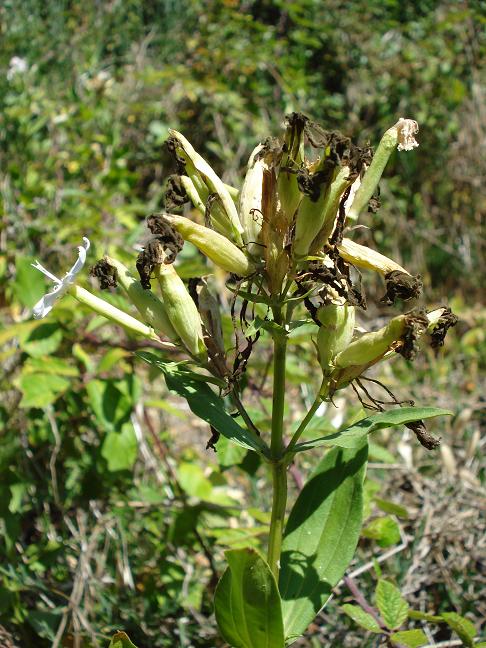 Saponaria officinalis