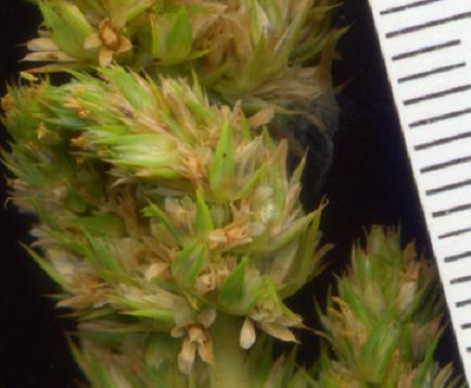 Amaranthus retroflexus L. / Amaranto comune