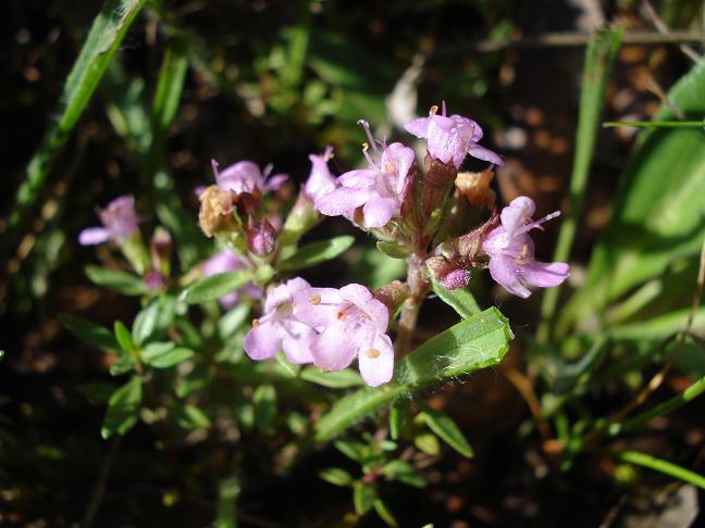 Thymus herba-barona / Timo erba barona