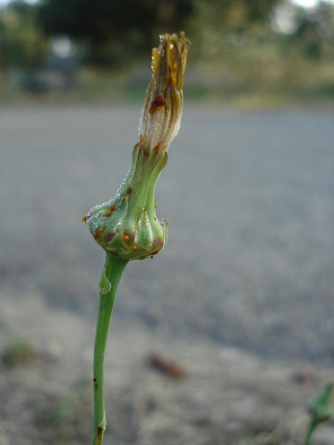 Reichardia picroides
