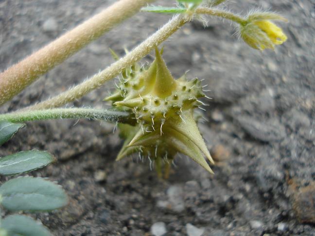 Tribulus terrestris / Tribolo