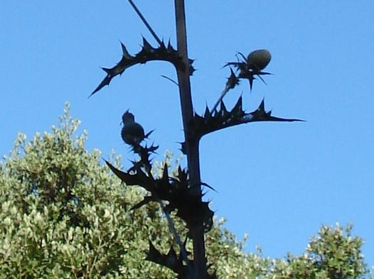 Cirsium scabrum / cardo scabro