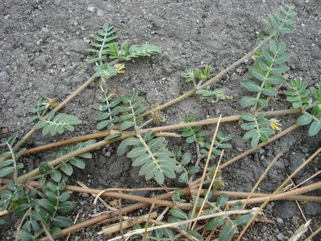 Tribulus terrestris / Tribolo