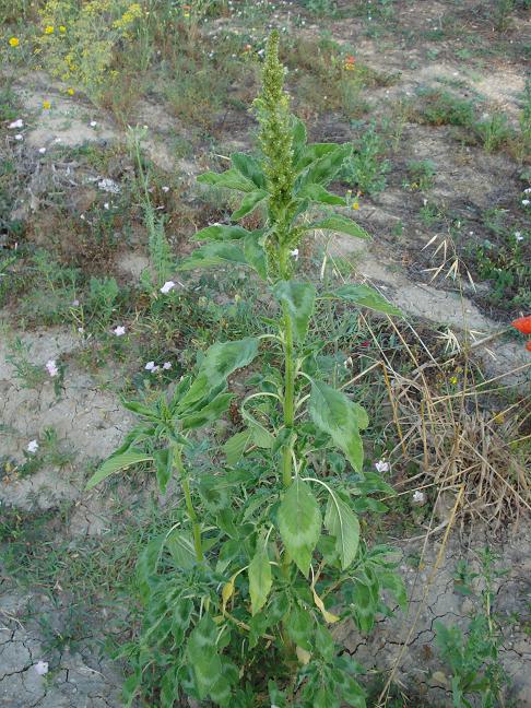 Amaranthus retroflexus L. / Amaranto comune