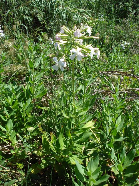 Saponaria officinalis