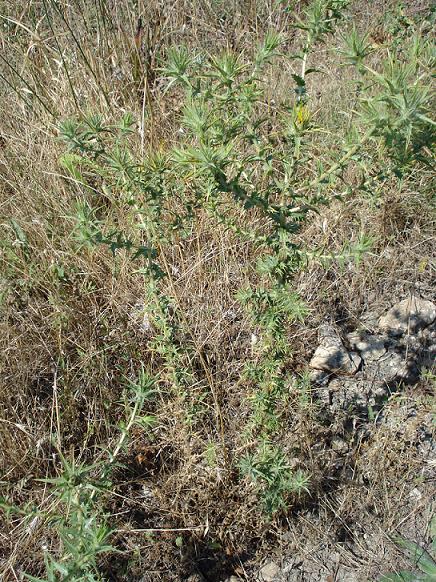 Carthamus lanatus