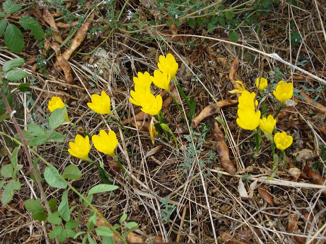 Sternbergia lutea