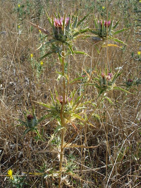 Carlina lanata e Carlina corymbosa