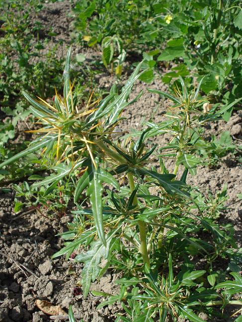 Xanthium spinosum / Nappola spinosa