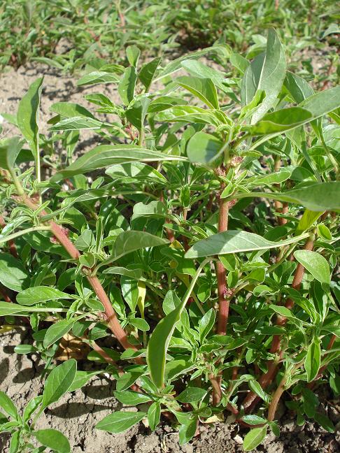 Amaranthus blitoides  / Amaranto blitoide