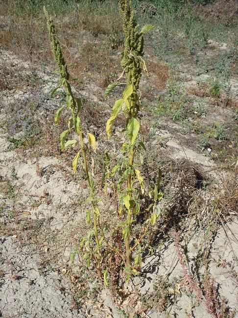 Amaranthus retroflexus L. / Amaranto comune