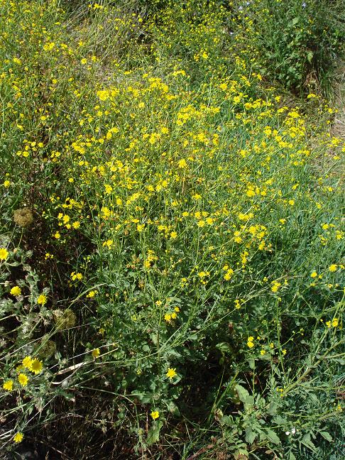 Jacobaea aquatica (= Senecio erraticus) /Senecione dei fossi