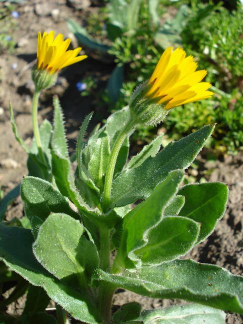 Calendula arvensis / Fiorrancio selvatico