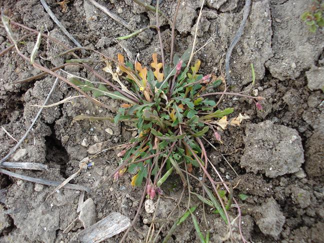 Diplotaxis muralis / Ruchetta dei muri