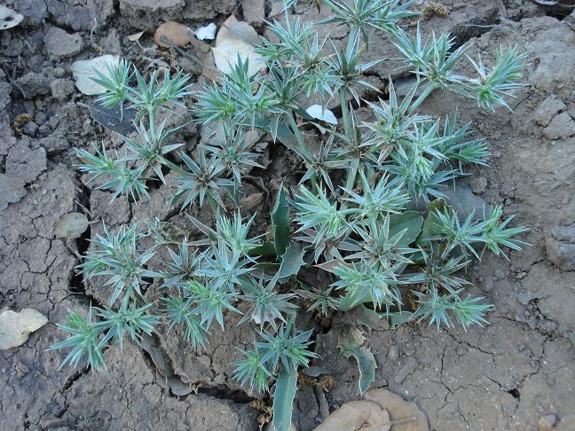 Eryngium barrelieri.
