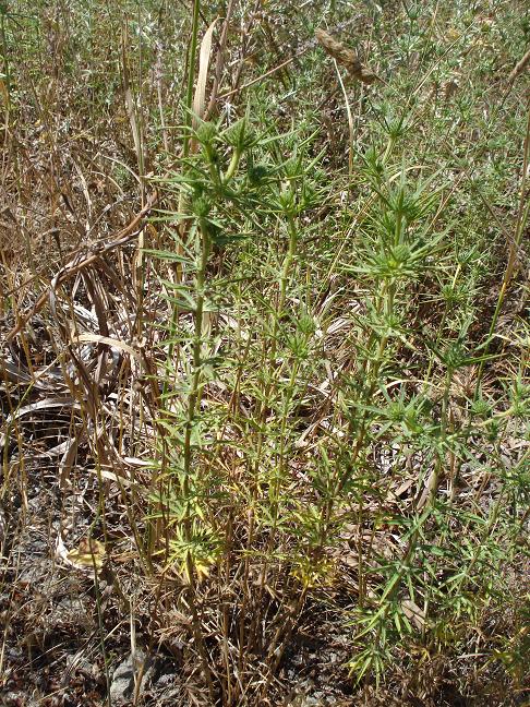 Eryngium tricuspidatum
