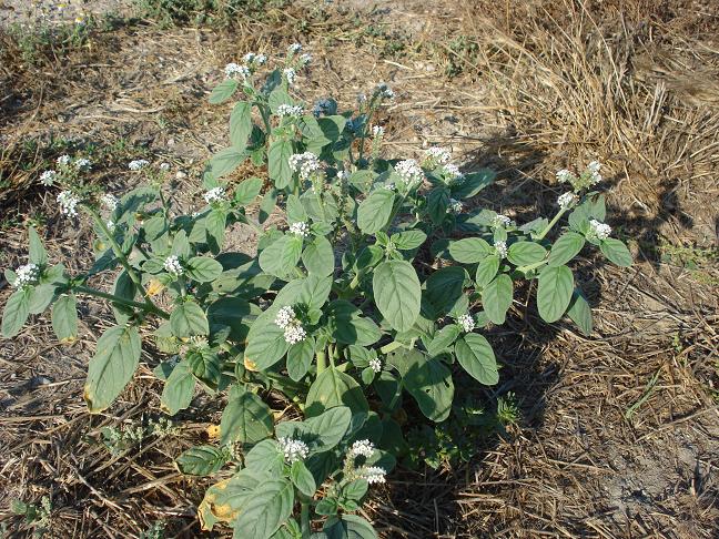 Heliotropiutm eropaeum