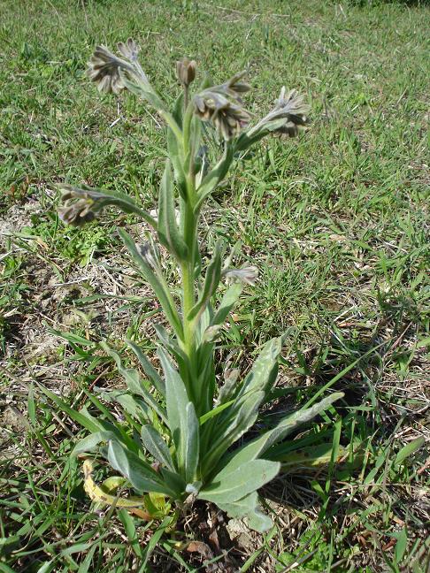 Cynoglossum clandestinum / Lingua di cane villosa