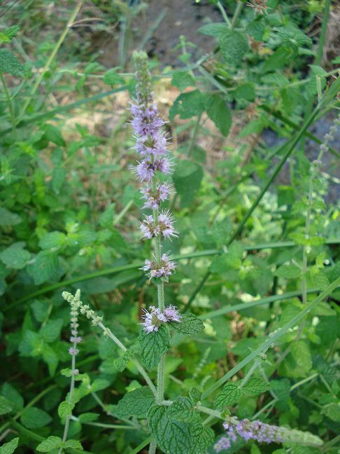 Mentha suaveolens ssp. insularis