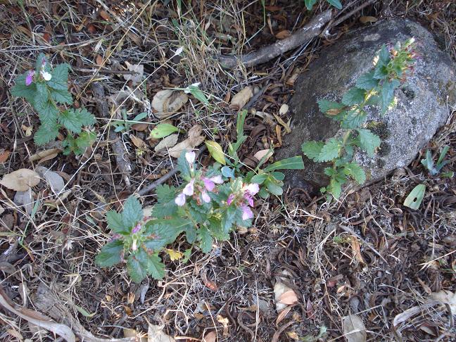 Teucrium chamaedrys.