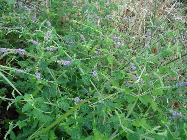 Mentha suaveolens ssp. insularis