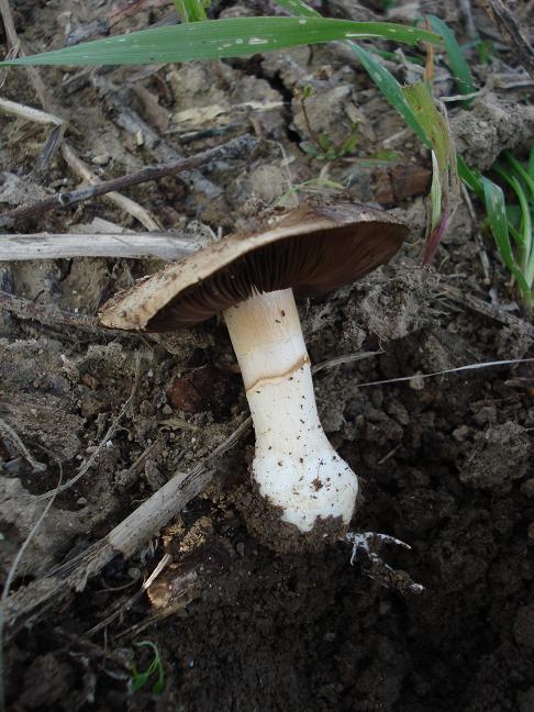 Agaricus bresadolanus