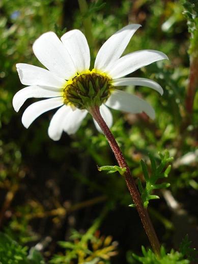 Chamaemelum fuscatum (=Anthemis praecox) / Camomilla precoce
