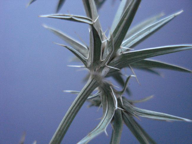 Eryngium barrelieri.