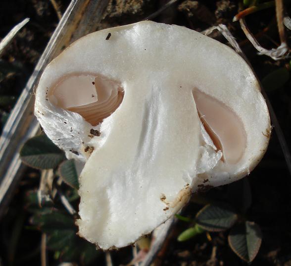 Agaricus campestris s.l.