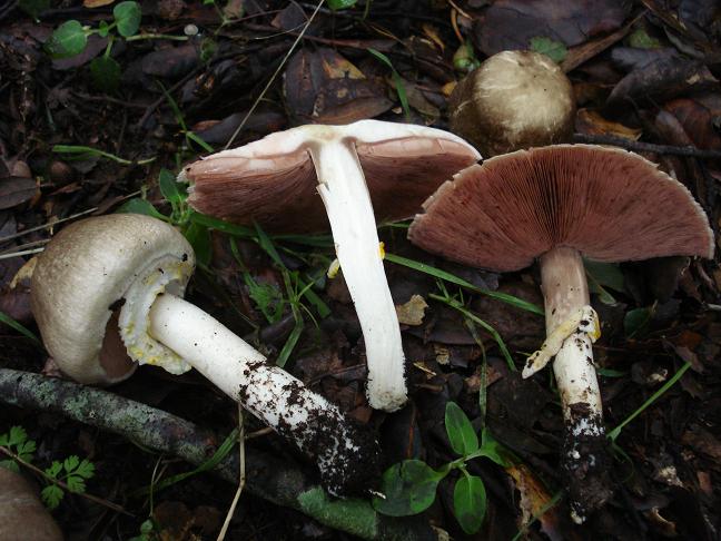 Agaricus moelleri