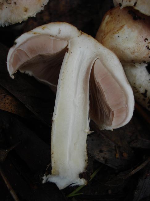 Agaricus sez. Minores