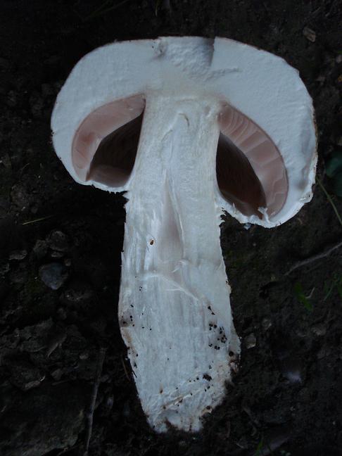 Agaricus chionodermus