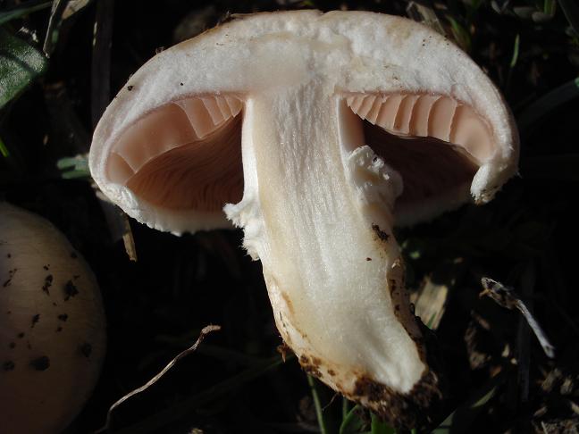 Agaricus campestris s.l.