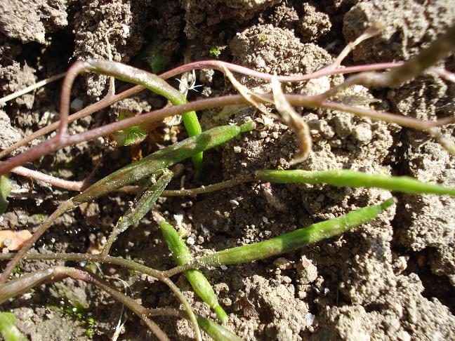 Diplotaxis muralis / Ruchetta dei muri