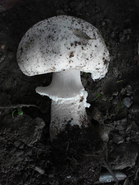 Agaricus chionodermus