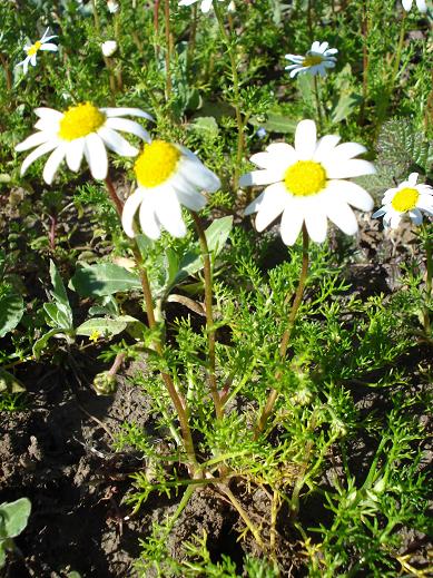 Chamaemelum fuscatum (=Anthemis praecox) / Camomilla precoce