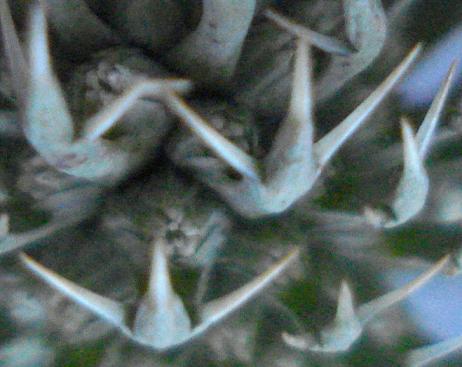 Eryngium tricuspidatum