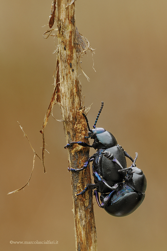 Chrysomelidae - Timarcha nicaensis in accoppiamento