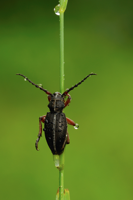 Dorcadion (Pedestredorcadion) etruscum