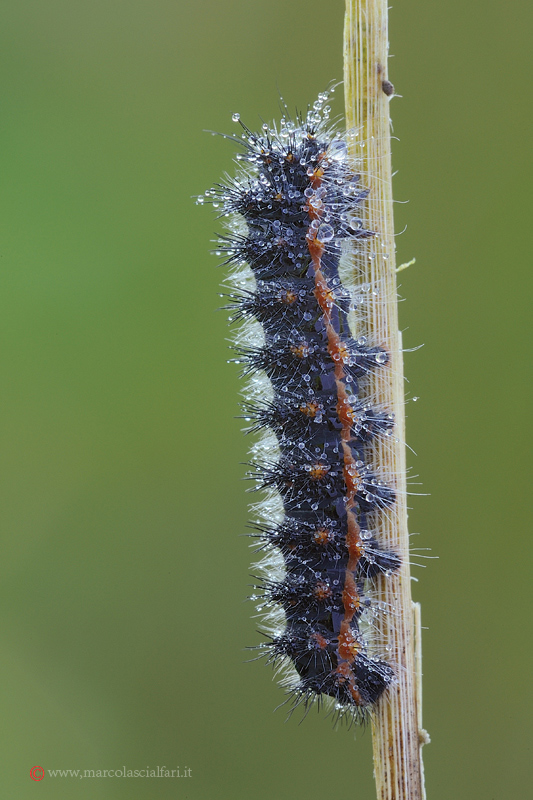 Richiesta identificazione - Saturnia (Eudia) pavoniella