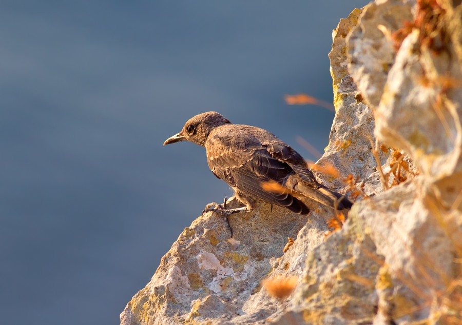 giovane passero solitario