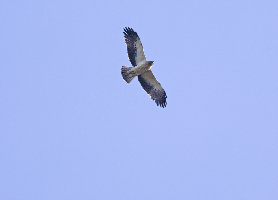 identificazione rapace