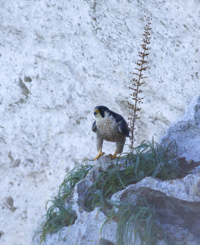 Smeriglio femmina [ ex lanario o pellegrino ]