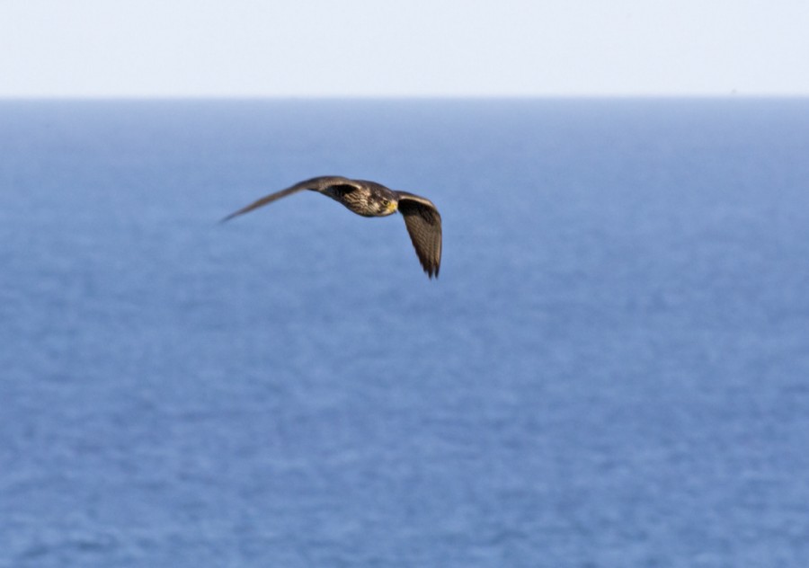 Smeriglio femmina [ ex lanario o pellegrino ]