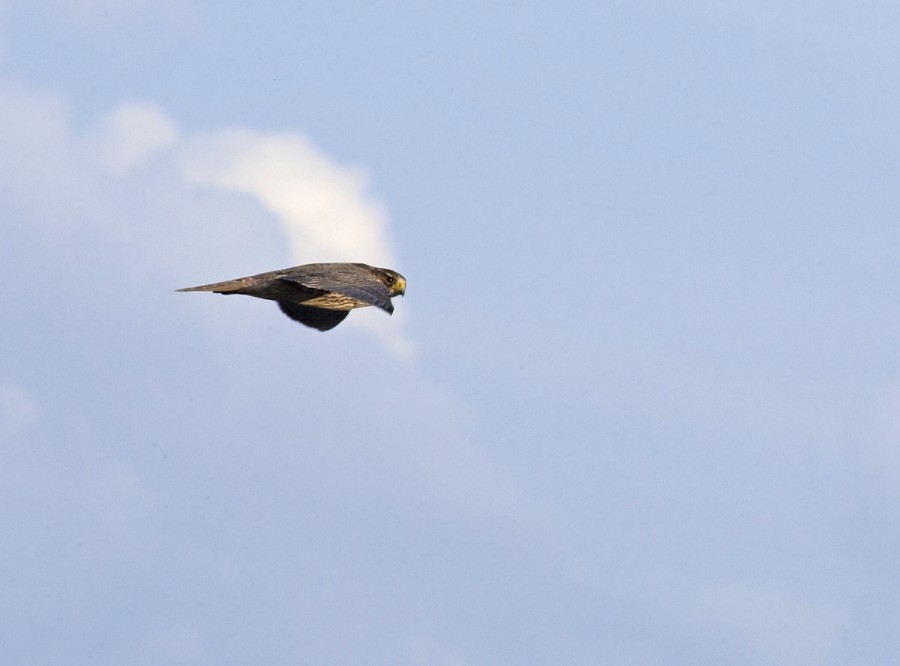 Smeriglio femmina [ ex lanario o pellegrino ]