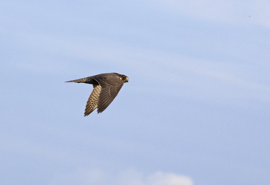 Smeriglio femmina [ ex lanario o pellegrino ]