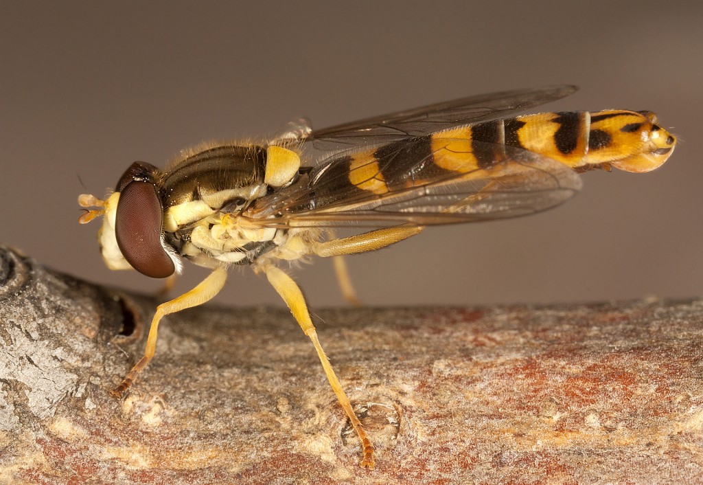 Sphaerophoria scripta ♀/♂ (Syrphidae).